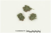 藏品(紅色假鱗葉苔)的圖片